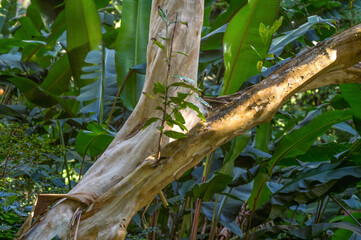 Closeup of a Smooth White Tree Trunk with a Green Foliage Background.