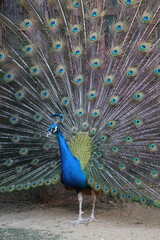 Fototapeta premium Peacock displaying feathers. High quality 4k footage