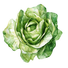 Fototapeta premium A vibrant green lettuce rose watercolor painting fresh and delightful