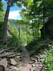 Enchanting forest trail surrounded by dense greenery and leading to a rocky cliff