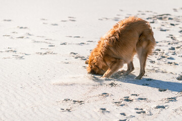 Belgian tervuren, shepherd puppy enthusiastically digging in the sand on a sunlit beach, trying to...
