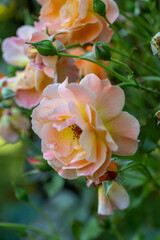 Blooming beige rose flower macro photography on a sunny summer day. Garden rose with beige petals close-up photo in the summertime. Tender rosa floral background.