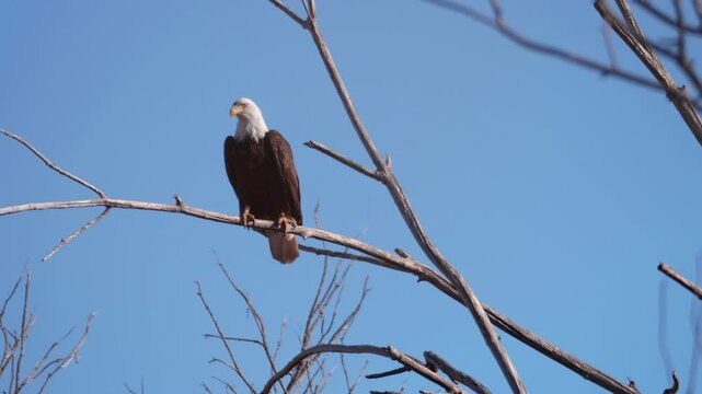 Bald Eagle On Dead Branch