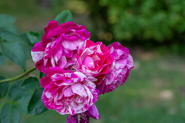 Blooming pink rose flower macro photography on a sunny summer day. Garden rose with pink petals close-up photo in the summertime. Tender rosa floral background.	
