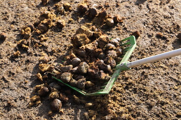 Horse manure is collected in a wheelbarrow