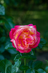 Blooming pink rose flower macro photography on a sunny summer day. Garden rose with pink petals close-up photo in the summertime. Tender rosa floral background.	
