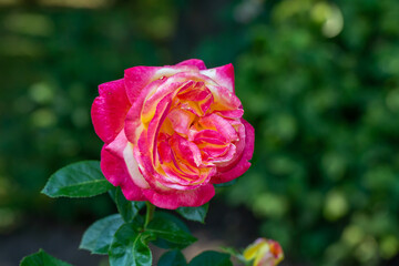 Blooming pink rose flower macro photography on a sunny summer day. Garden rose with pink petals close-up photo in the summertime. Tender rosa floral background.	
