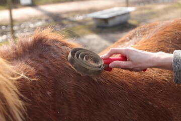 a brown horse is being brushed 