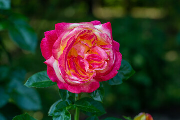 Blooming pink rose flower macro photography on a sunny summer day. Garden rose with pink petals close-up photo in the summertime. Tender rosa floral background.	
