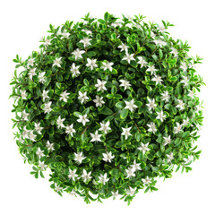 Obraz premium Myrtus Shrub With White Flowers. Floral Close-Up Of The Topiary On Transparent Background.