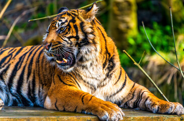 A majestic Sumatran tiger displays its formidable fangs while reclining on a wooden platform in a lush habitat that evokes primal beauty and lore