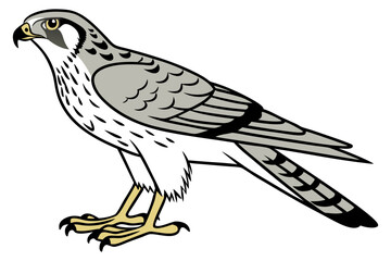 Obraz premium Harrier Bird Vector Art for Wildlife Enthusiasts