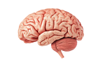 Realistic medical illustration of the human brain isolated on transparent background