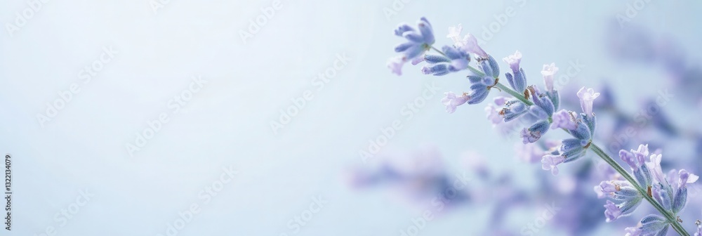 Poster calm lavender flowers gently sway against a smooth gradient background, evoking a serene atmosphere 