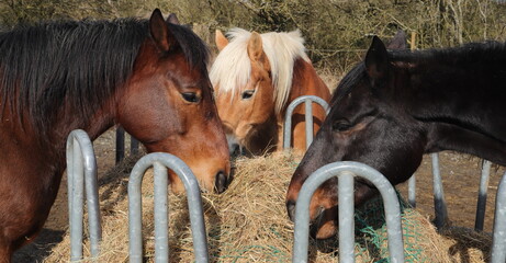 several horses are standing at a feed rack with hay