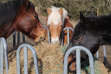 several horses are standing at a feed rack with hay © maho