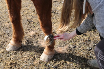 a brown horse is being brushed 