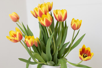 Yellow and red tulips in soft natural light. Concept of nature, beauty and spring