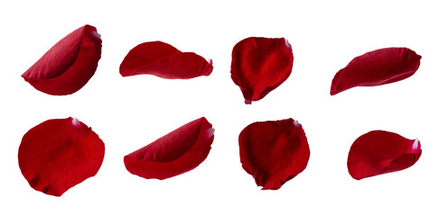 Collection of red rose petals isolated on transparent background for design. Red rose flower petal for romantic holiday decoration. Scattered red rose petals.