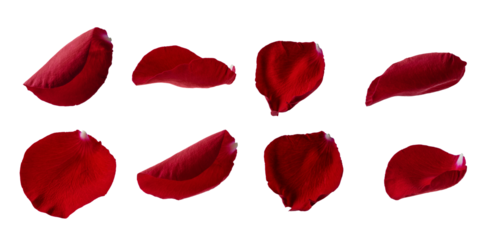 Collection of red rose petals isolated on transparent background for design. Red rose flower petal for romantic holiday decoration. Scattered red rose petals.