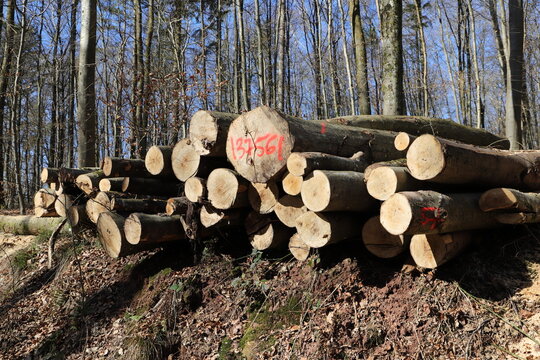 a fresh wood polter at the edge of the forest