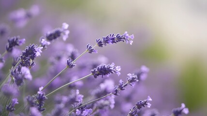 Close up of beautiful lavender flowers in a garden setting.