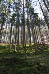 an autumn landscape in the forest with sunshine 