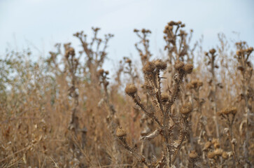 Dry plants close-up, nature of the east of Ukraine, natural, autumn