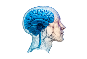 Human brain illustration with neural connections showcased in a profile view isolated on transparent background