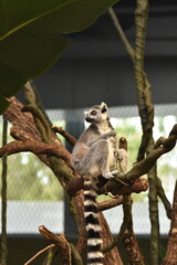 lemur madagascar © beatriz