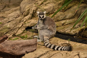 lemur madagascar © beatriz