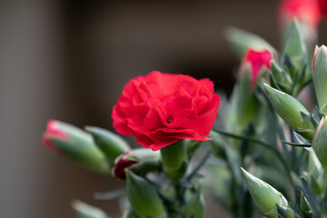 Spring Concept, Close up Blooming Red carnation Flowers