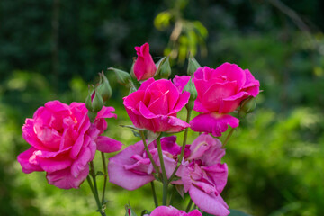 Blooming pink rose flower macro photography on a sunny summer day. Garden rose with pink petals close-up photo in the summertime. Tender rosa floral background.	
