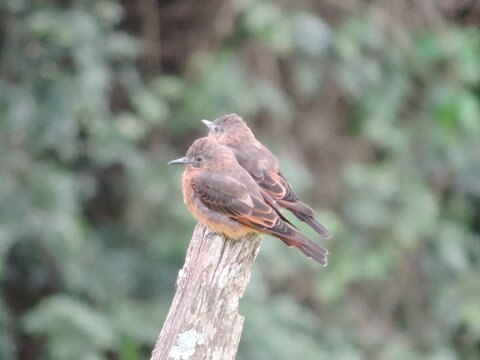 Bem te vi de gamela &eacute; uma esp&eacute;cie de p&aacute;ssaro sul americano com v&aacute;rias subesp&eacute;cies espalhadas pelo continente.