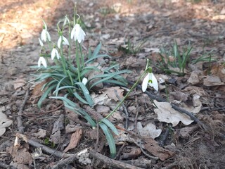 White snowdrops with green leaves grew among the dry leaves