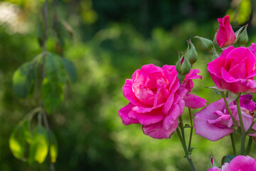 Blooming pink rose flower macro photography on a sunny summer day. Garden rose with pink petals close-up photo in the summertime. Tender rosa floral background.	
