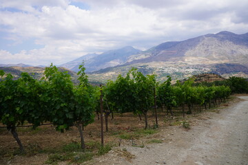 Naklejka premium A vineyard at high altitude near the abandoned village of Raftis on the island of Crete in Greece in front of a dirt road with the mountains in the background