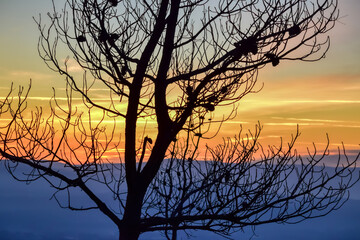 Silueta de un árbol al amanecer 