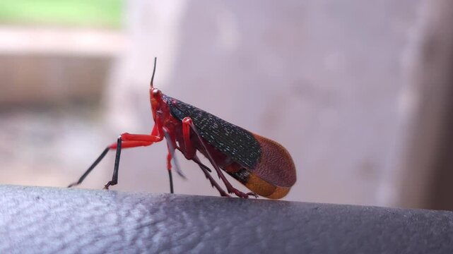 Rare bug black and red variety, India