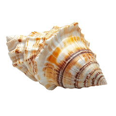 Majestic seashell spiral wonder ocean treasure