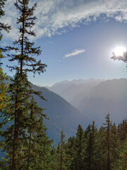 Evergreen in Switzerland with the mountains in the background with sun rays