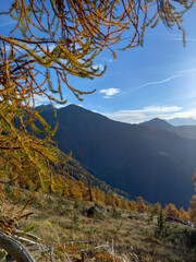 autumn landscape in the mountains in the background with a sunny sky, and orange needles of a larch tree