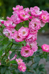 Blooming pink rose flower macro photography on a sunny summer day. Garden rose with pink petals close-up photo in the summertime. Tender rosa floral background.	
