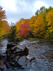 autumn in the forest by a river, with birch and maple trees in Quebec 