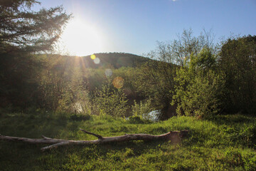 landscape of trees and pound with grass on a sunny day in summer, taken in Quebec 