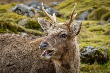 Deer with antlers in lush landscape