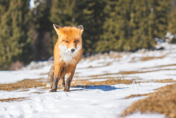 Portrait od red fox in winter