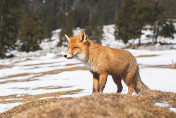 Portrait od red fox in winter