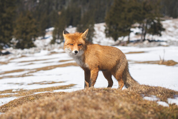 Portrait od red fox in winter