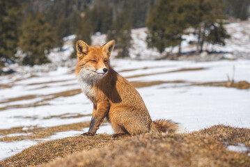 Portrait od red fox in winter